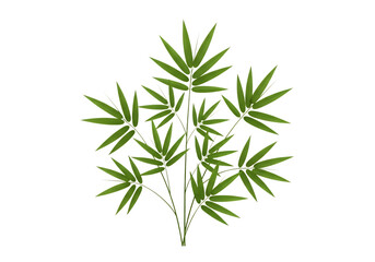Fototapeta premium Green bamboo plant with multiple stems and pointed leaves arranged in a cluster isolated on a transparent background