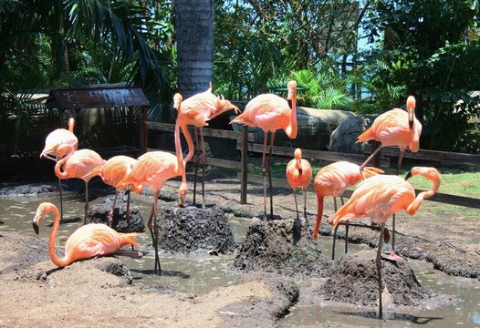 Familia de Flamencos
