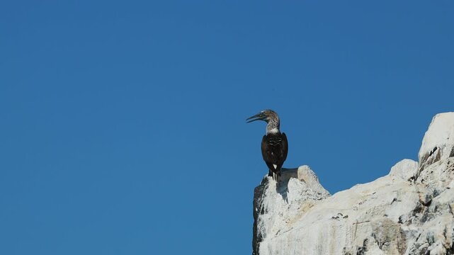Flock of blue-footed boobies gathering on coastal rocks by the ocean, interacting in small groups, hopping between stones and flying under bright daylight, vibrant wildlife behavior in natural habitat