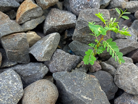 stone wall with moss