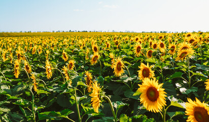 Fototapeta premium A field full of sunflowers stands tall under a bright sky. The flowers tilt towards the sun, showcasing their yellow petals surrounded by green leaves in a warm atmosphere.
