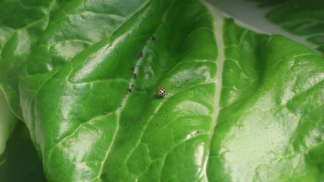 yellow ladybug in a plant