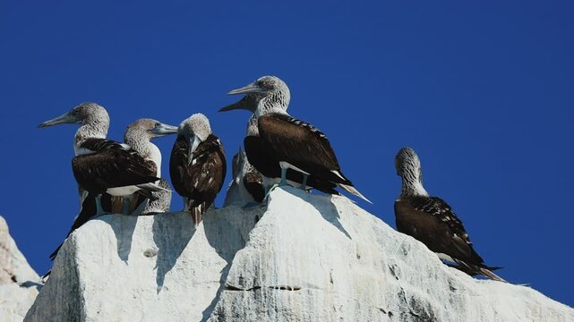 Flock of blue-footed boobies gathering on coastal rocks by the ocean, interacting in small groups, hopping between stones and flying under bright daylight, vibrant wildlife behavior in natural habitat