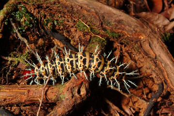 Large (six inches) Amazon Centipede © Betty Sederquist