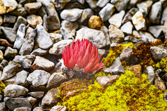 Vibrant red succulent among rocks and moss in a natural setting