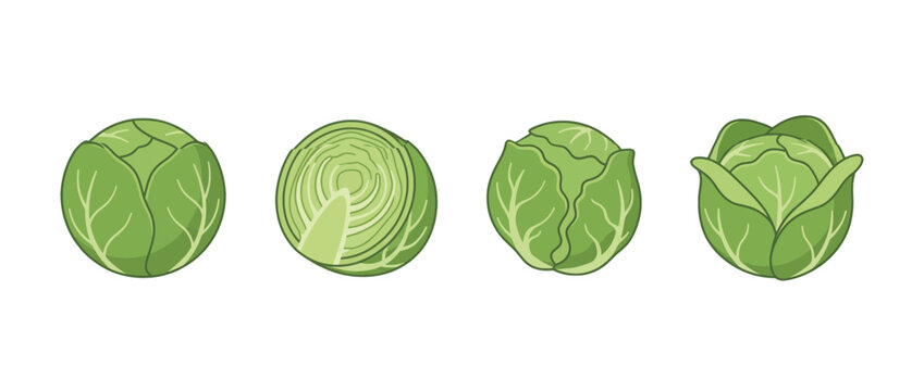 brussels sprout flat color isometric vector