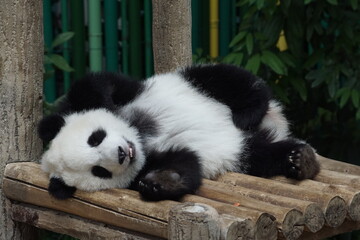 playful giant panda in kuala lumpur zoo malaysia © Shal09