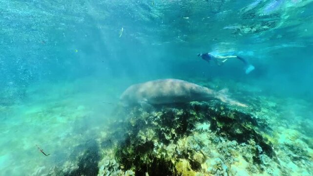 Dugong, a protected marine mammal, swimming underwater near a tourist snorkeling in the turquoise waters of Calauit Game Preserve and Wildlife Sanctuary of Palawan, Philippines