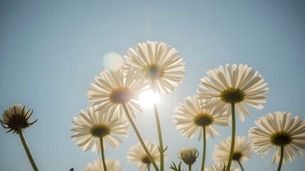 Obraz premium Close-up of beautiful white daisies blooming in the vibrant spring sun, creating a natural and serene background against the clear blue sky