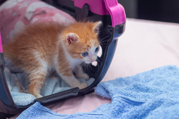Um gatinho filhote, fofinho, dentro de uma caixa de transporte aberta, © Angela