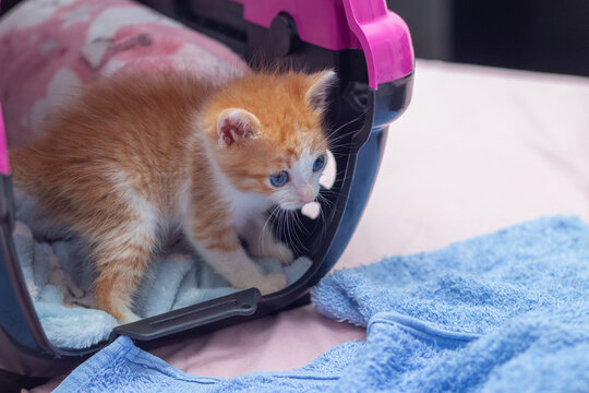 Um gatinho filhote, fofinho, dentro de uma caixa de transporte aberta,