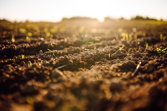Close-up of an agricultural field with fertile black soil at sunset. Brown soil with small green shoots. Concept of farming, agriculture, and gardening.