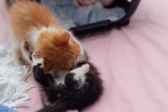 Close de dois pequenos gatos filhotes interagindo de forma ativa e divertida