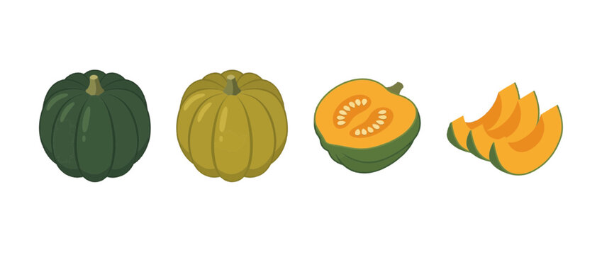 acorn squash flat color isometric vector