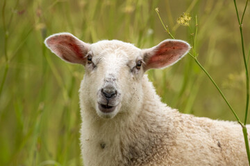 Naklejka premium White sheep looking to the camera with joyful expression in summer in Northern Norway