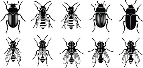Set of insect silhouettes including beetles flies and bugs detailed collection of different species vector illustration isolated © boishakhisarker