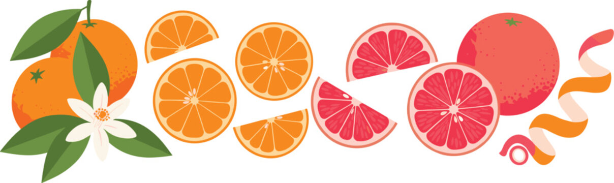 Fresh citrus fruits vector illustration featuring orange grapefruit slices leaves and peel elements juicy food collection isolated design
