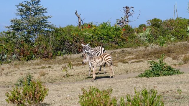 Adorable baby zebra foal near from its mother while standing in grassy field in african savannah. Tender moment of wildlife animals family bonding and maternal care