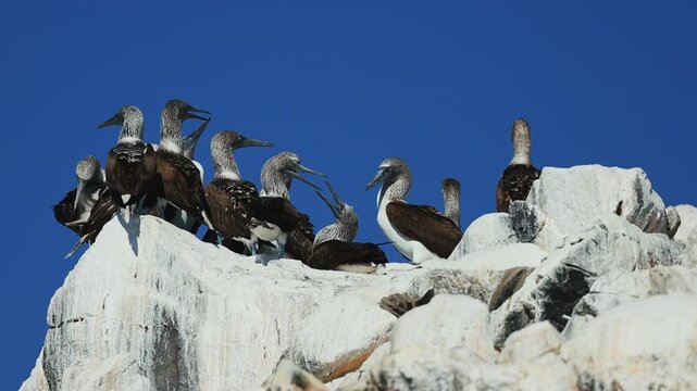 Flock of blue-footed boobies gathering on coastal rocks by the ocean, interacting in small groups, hopping between stones and flying under bright daylight, vibrant wildlife behavior in natural habitat