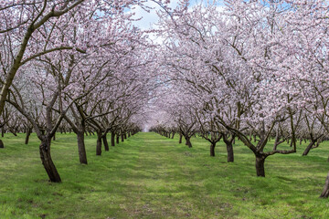 Fototapeta premium Almond blossom branches with pink flowers in spring orchard, beautiful blooming nature concept for cosmetic branding backdrop, seasonal card and greeting design layout