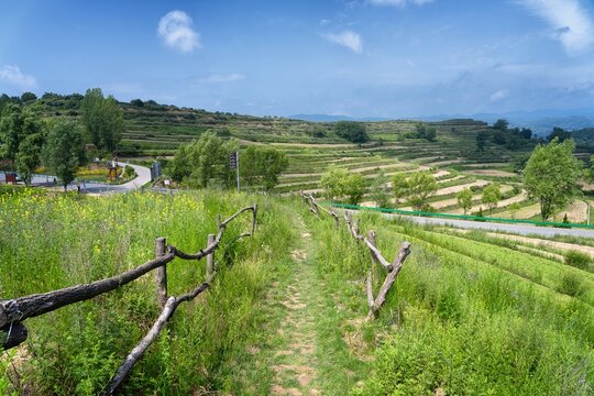 vineyard in baoji, china