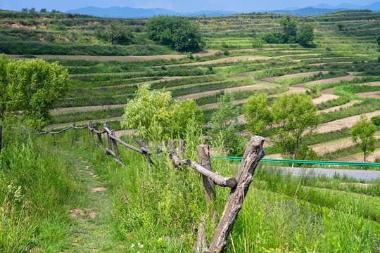 vineyard in baoji, china
