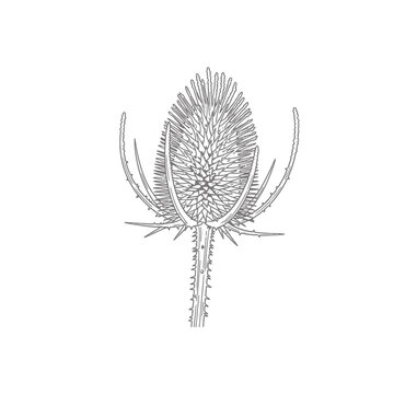 Hand Drawn Teasel Botanical Illustration Line Art Sketch