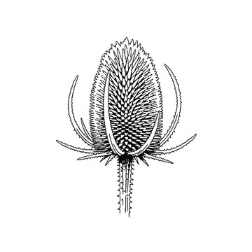 Vintage Vector Illustration of a Teasel Thistle Seed Head