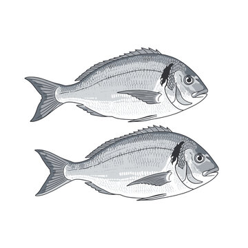 Two Sea Bream Fish Vector Illustration Isolated on White