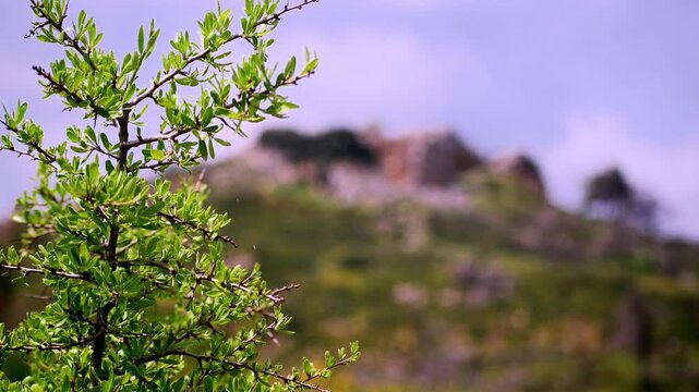 Rack focus transition video from tree leaves shaken by the wind to an ancient Greek fortress on a rocky hill.