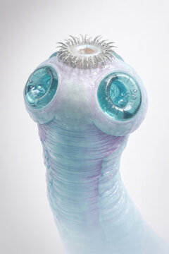 Taenia solium scolex with rostellum and hook crown, detailed tapeworm head anatomy with suckers, parasitic structure in close view, generative ai illustration