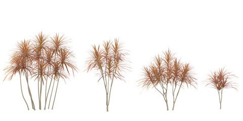 Fototapeta premium Collection of Dracaena plants on transparent background