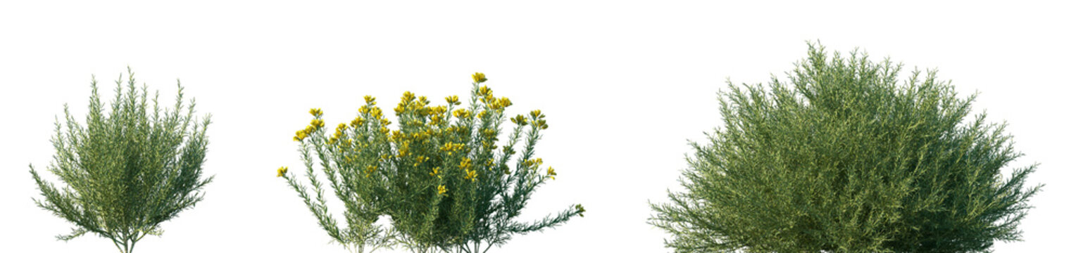 Set of Genista hispanica (the Spanish gorse, or anlaga) frontal isolated png on a transparent background perfectly cutout high resolution