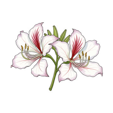 Botanical Illustration of White Bauhinia Orchid Tree Flowers