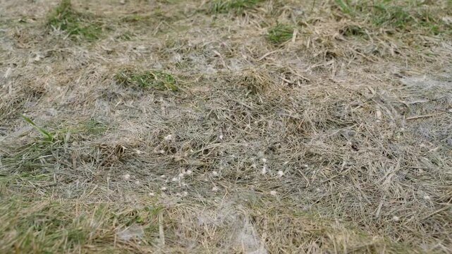 Mold and fungus on lawn after winter. Condition of grass decayed under snow