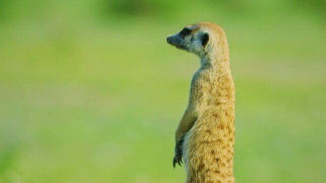 The meerkat (Suricata suricatta) or suricate is a small mongoose found in southern Africa. It is characterised by a broad head, large eyes, a pointed snout. 