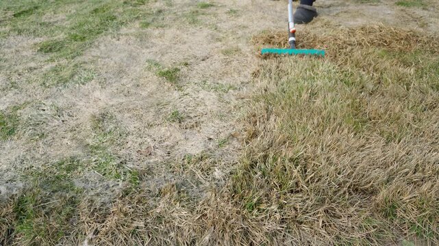 Before and after lawn raking difference. Lawn aeration and dead grass removal. Spring lawn maintenance