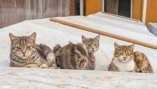 Three fluffy tabby cats resting together on a white textured surface outdoors. The cats look toward the camera with calm expressions in a soft, natural daylight setting