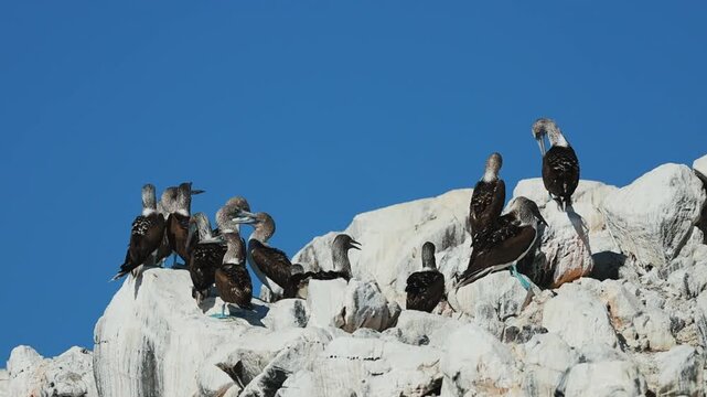 Flock of blue-footed boobies gathering on coastal rocks by the ocean, interacting in small groups, hopping between stones and flying under bright daylight, vibrant wildlife behavior in natural habitat