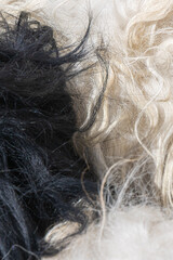 Black and white wool fiber texture close up contrasting natural fleece strands abstract textile background © Miroslav