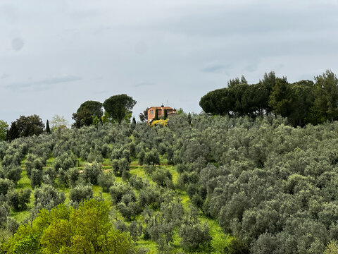 Uliveto sulle colline di Vinci