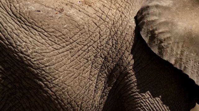 Close-up of textured, rough elephant skin with details and shadows