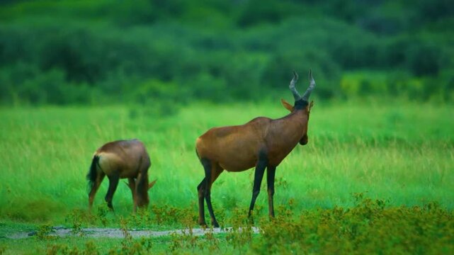 Red hartebeest ) or Cape hartebeest (Alcelaphus buselaphus caama) herd grazing in grasslands at Mountain Zebra National Park, Eastern Cape, South Africa. 