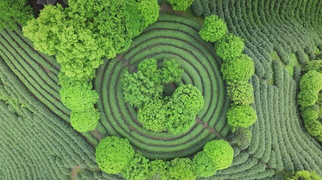 Aerial view of terraced tea plantations with spiral patterns and lush green vegetation