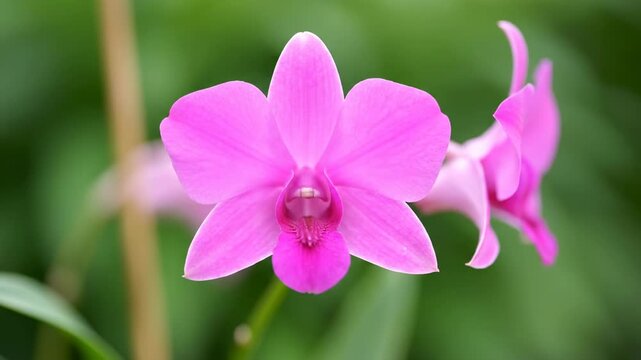 Close-up of vibrant pink orchid flower with delicate petals and blurred green background