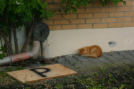 Aufnahme einer Katze, welche vor einer Wand schl&auml;ft, mit einem Parkenschild auf dem Boden.