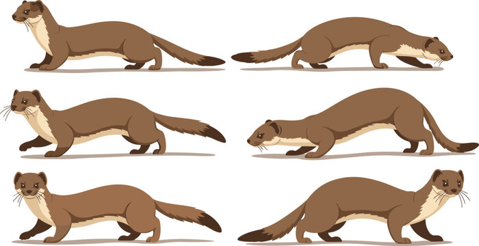 Weasel animal character vector set showing different poses walking running sneaking wildlife mammal illustration collection isolated