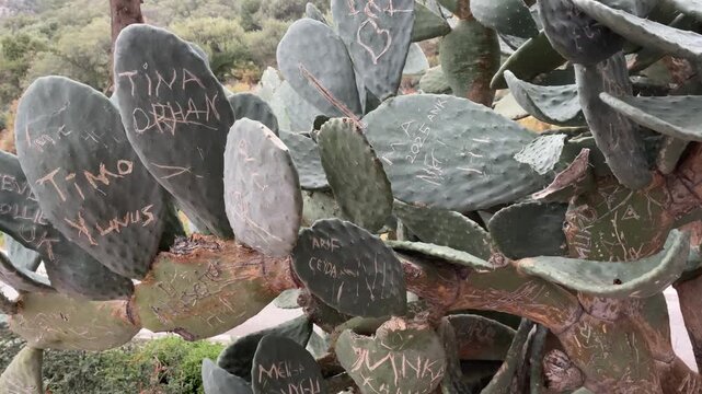Prickly pear cactus with carved names on green paddles in a natural outdoor setting