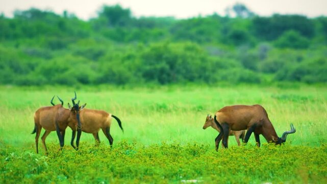 Herd of Red Hartebeest graze on green grass.