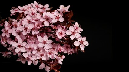Obraz premium Close-up of a flowering ornamental cherry tree isolated on black background